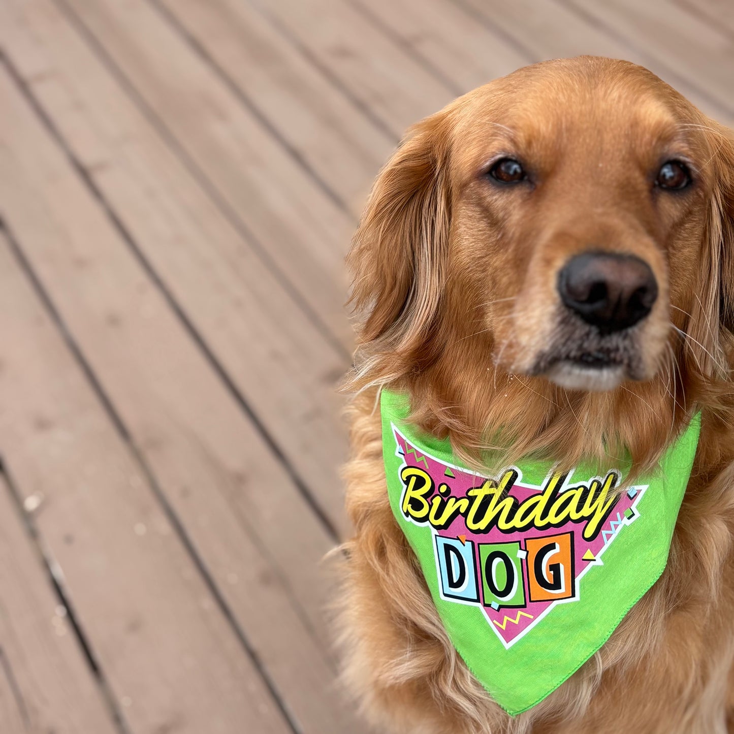 Birthday Dog