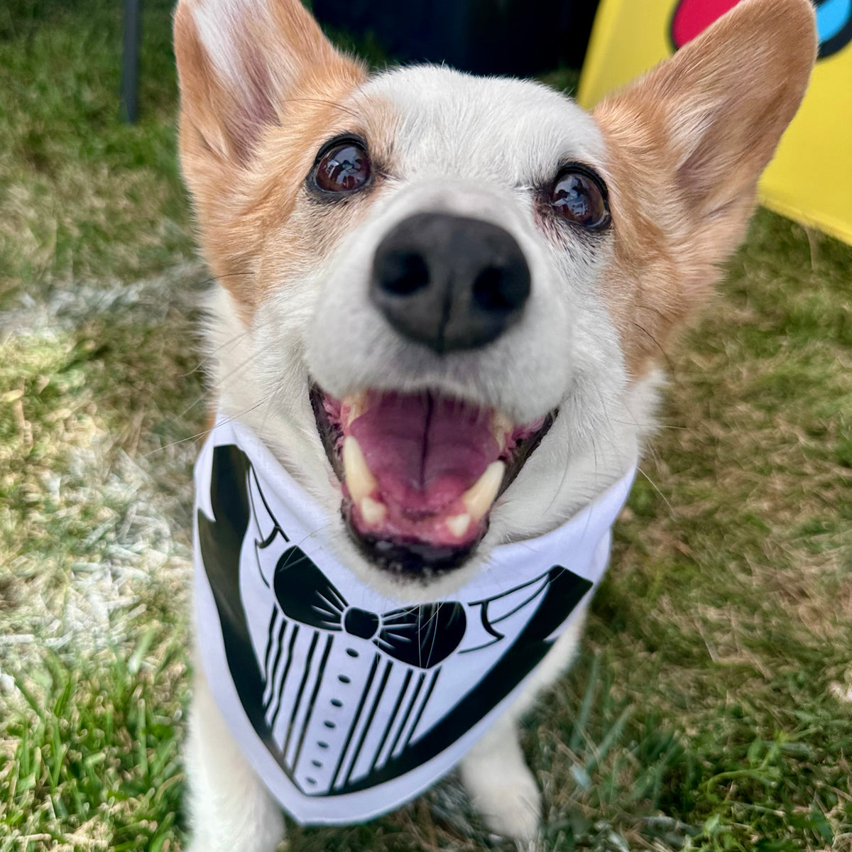 Tuxedo Bandana