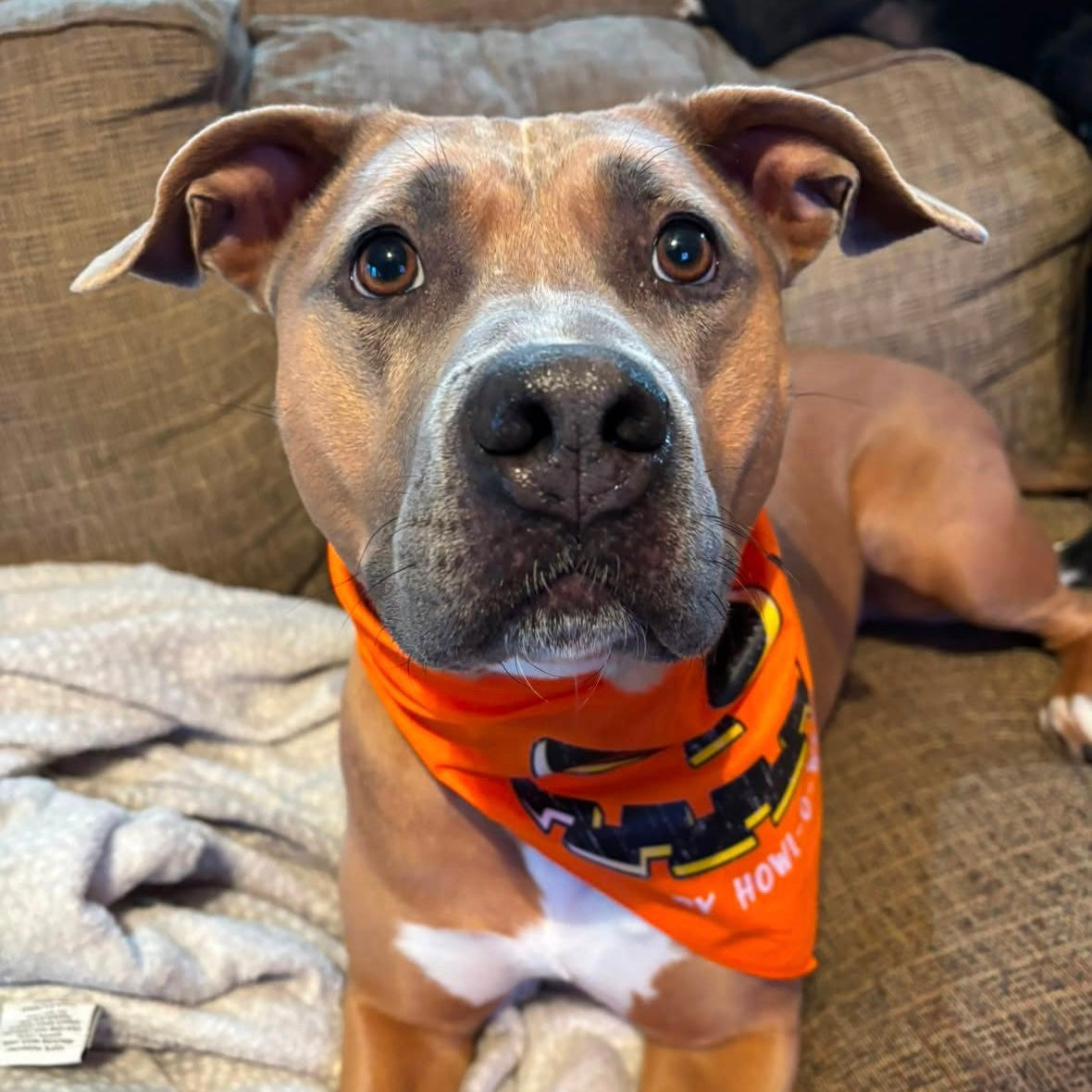 Howl-O-Ween Pumpkin Bandana