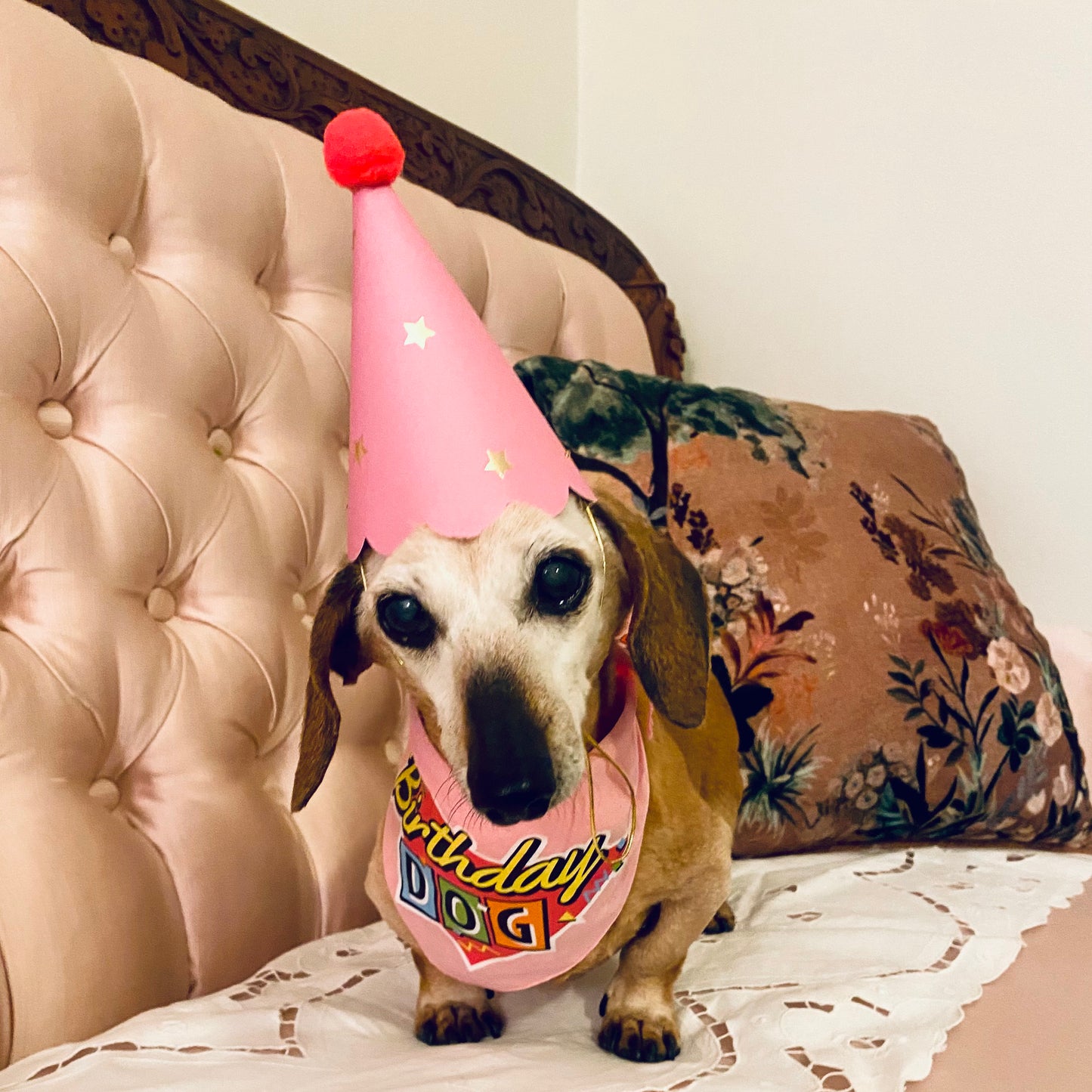 Birthday Dog Bandana