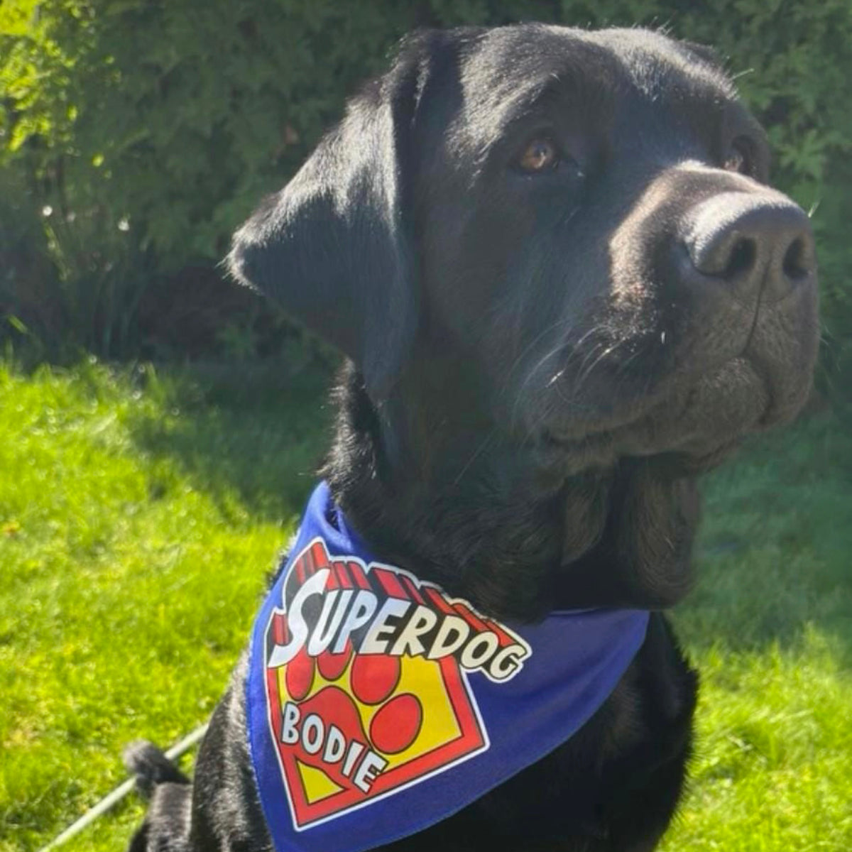 Superdog Bandana