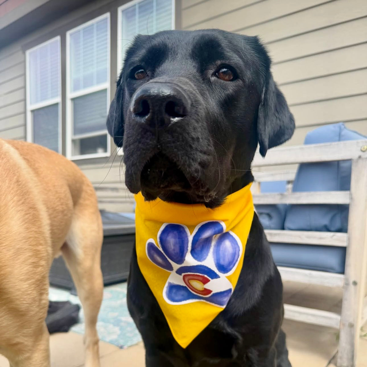 Colorado Paw Bandana