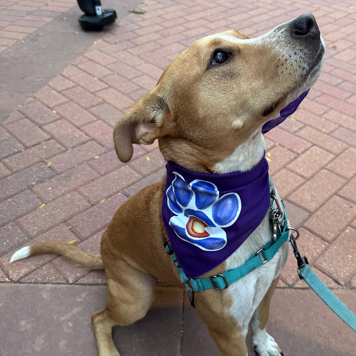 Colorado Paw Bandana