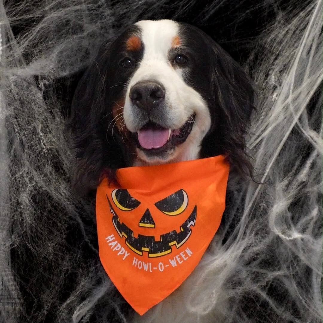 Howl-O-Ween Pumpkin Bandana