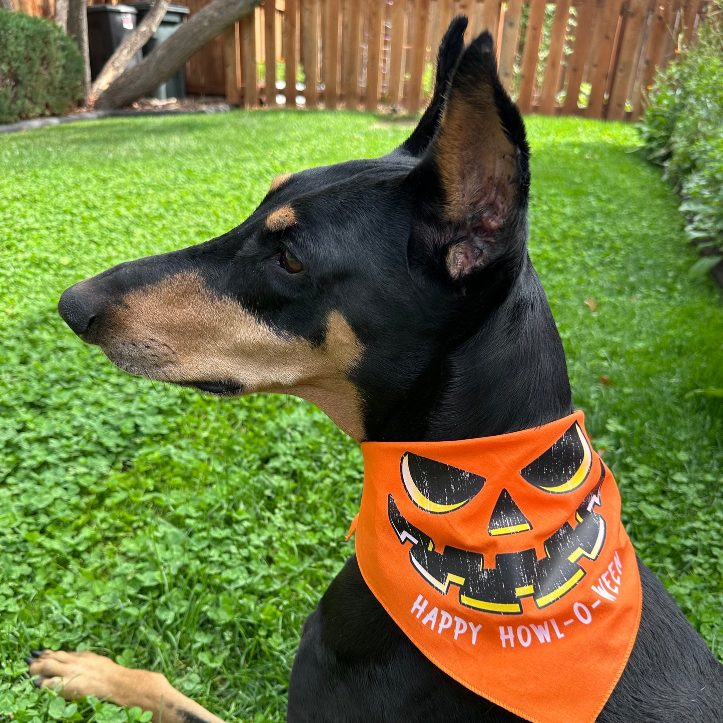 Howl-O-Ween Pumpkin Bandana