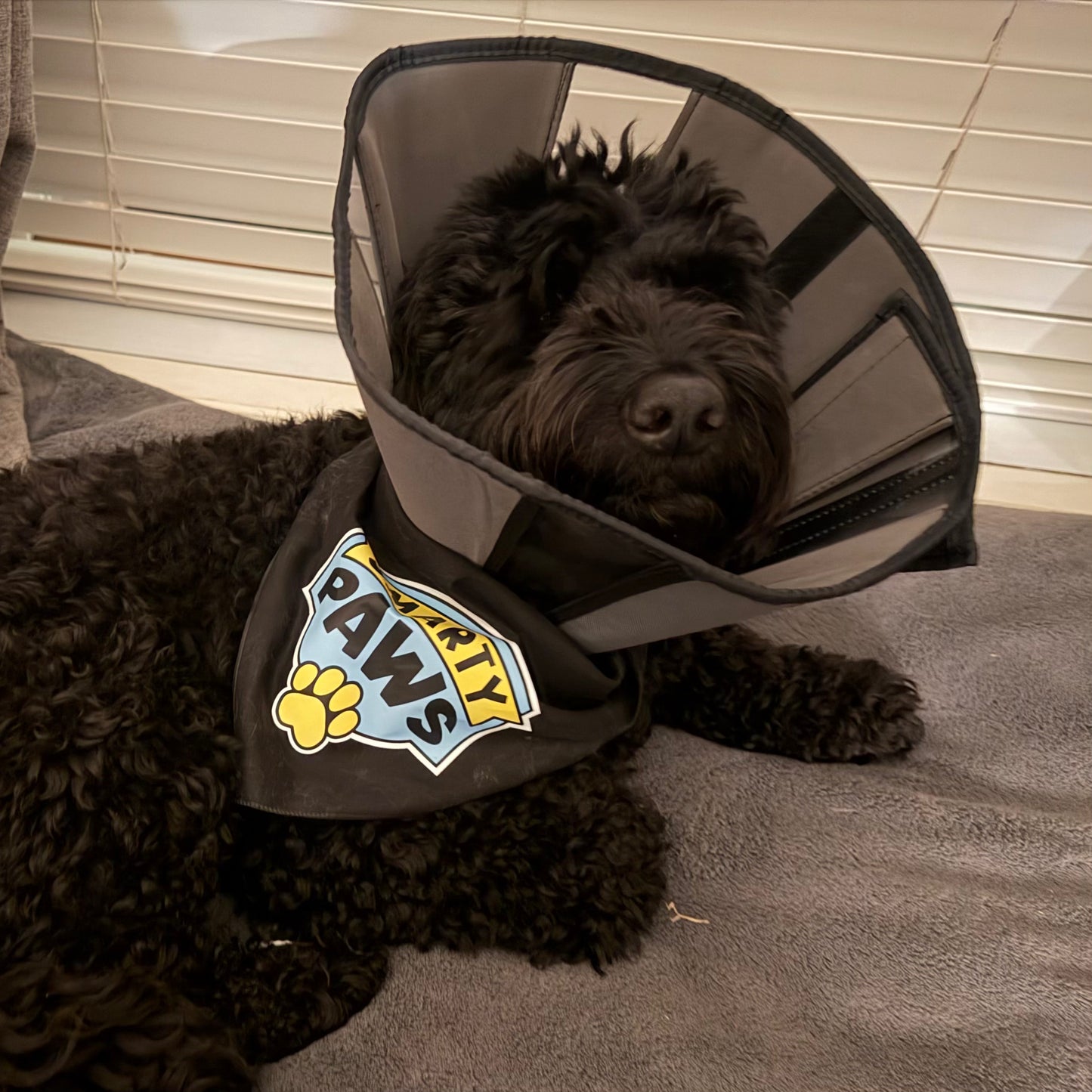 Smarty Paws