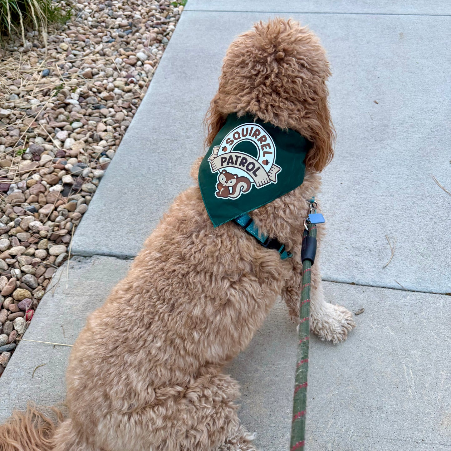 Squirrel Patrol