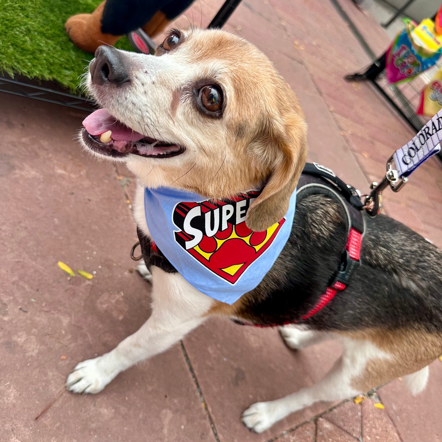 Superdog Bandana