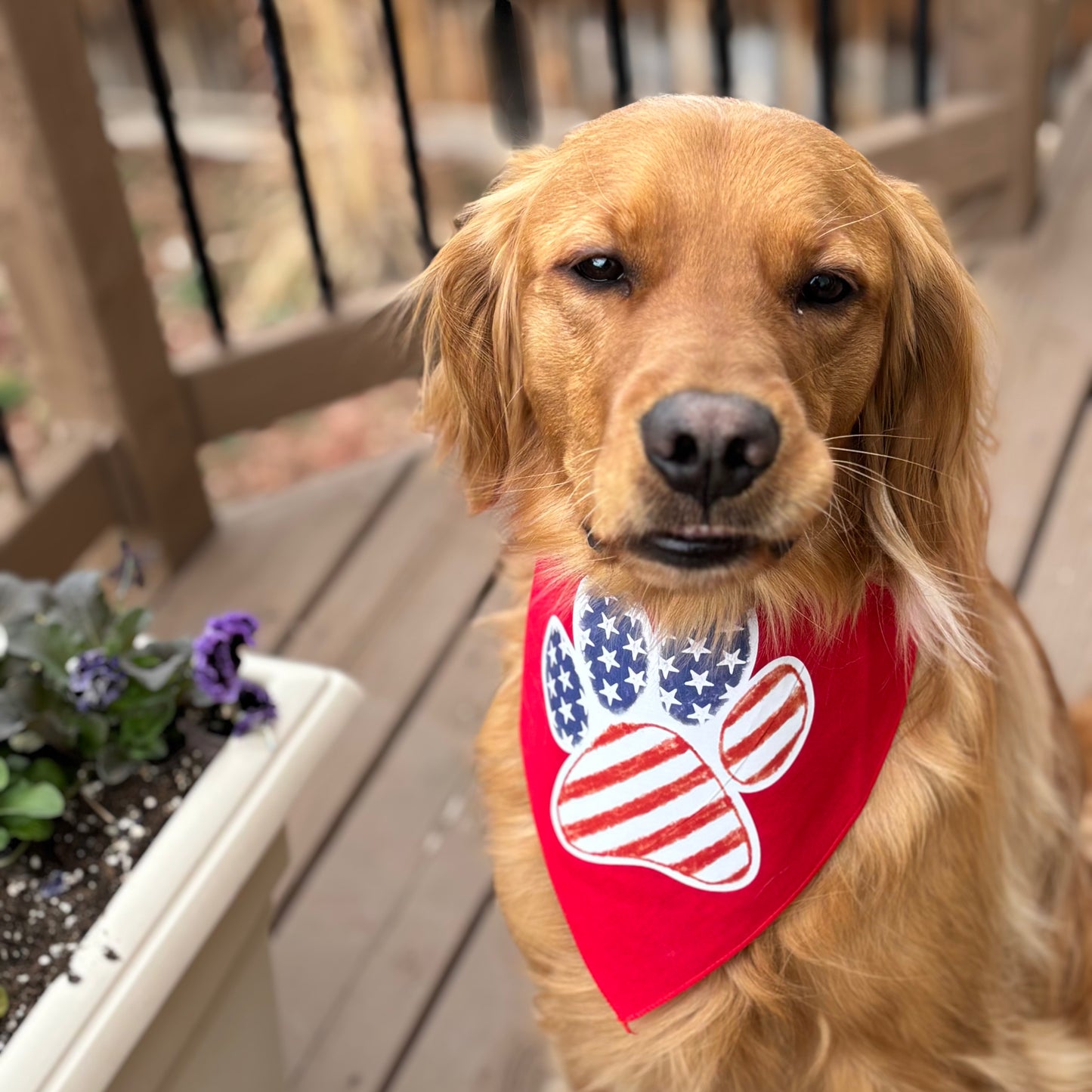 USA Watercolor Paw